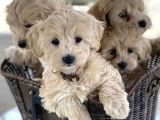 Maltipoo Mix Irk Yavrular