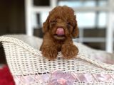 Toy Poodle Kahverengi Orjinal Garantili Safkan Her Bütçeye Uygun