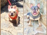 Saglik Garantili Ev Ortaminda Exotic French Bulldog