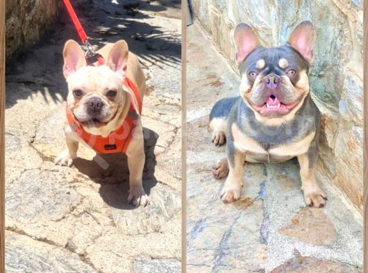 Saglik Garantili Ev Ortaminda Exotic French Bulldog görsel