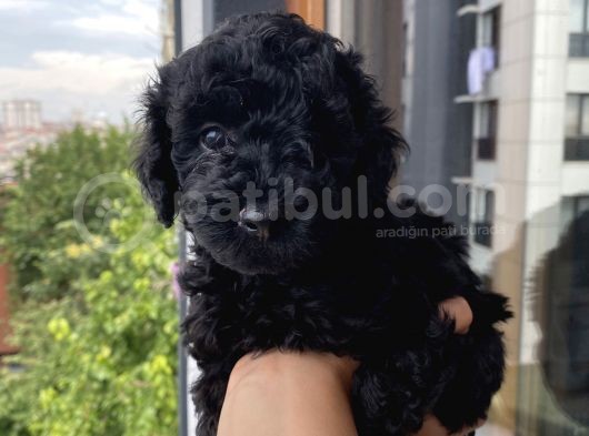 Ev Ortamında Toypoodle Bebekler görsel