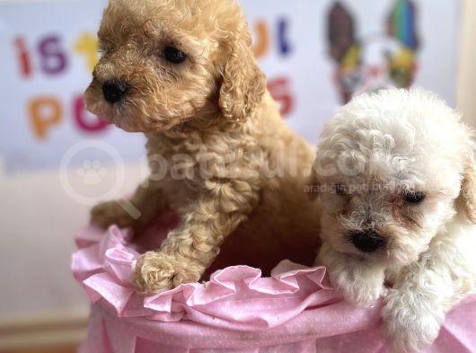 Malti̇poo Tüy Dökmez Orjinal Her Bütçeye Uygun Garantili görsel