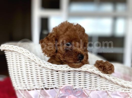 Toy Poodle Kahverengi Orjinal Garantili Safkan Her Bütçeye Uygun
