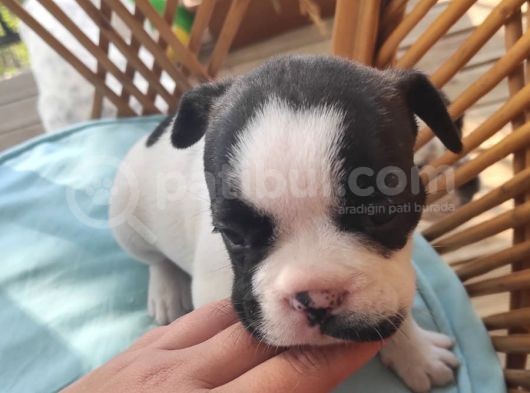 French Bulldog Yavrularimiz Yeni Ailelerini Bekliyor görsel
