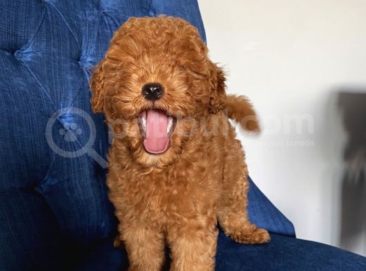Karamelll Toypoodle ‘In Bebekleri görsel
