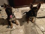 6 Aylık Tüm Aşı Ve Parazitleri Yapılmış Dişi Ve Erkek