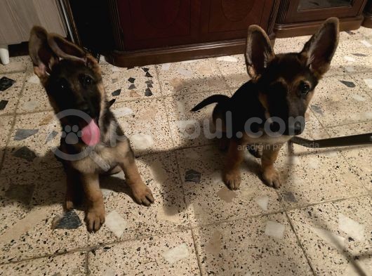 6 Aylık Tüm Aşı Ve Parazitleri Yapılmış Dişi Ve Erkek görsel