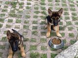 6 Aylık Tüm Aşı Ve Parazitleri Yapılmış Dişi Ve Erkek