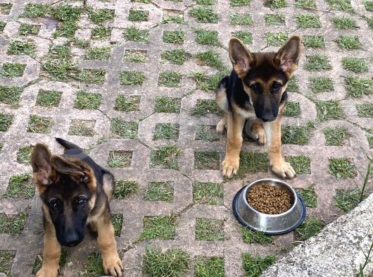 6 Aylık Tüm Aşı Ve Parazitleri Yapılmış Dişi Ve Erkek görsel