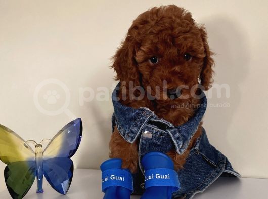 Pasaportlu Toypoodle Yavrularr görsel
