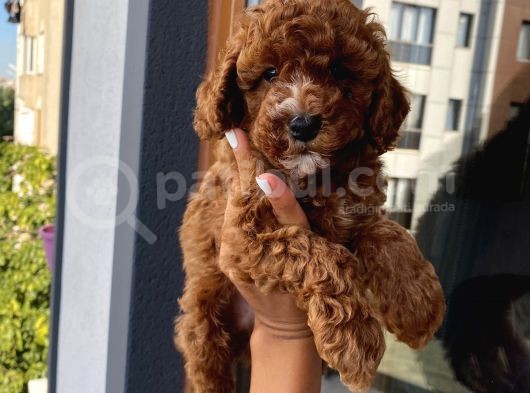Karamelll Toypoodle ‘In Bebekleri