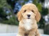 Çi̇ftli̇ği̇mi̇zden Malti̇poo Bebekler