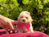 Safkan Maltipoo Yavrularımız