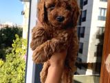 Karamelll Toypoodle ‘In Bebekleri