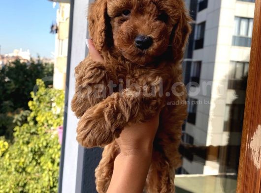 Karamelll Toypoodle ‘In Bebekleri görsel