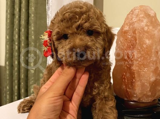 Pasaportlu Toypoodle Yavrularr görsel