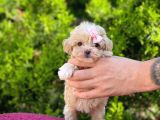 Safkan Maltipoo Yavrularımız