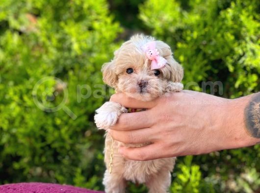 Safkan Maltipoo Yavrularımız