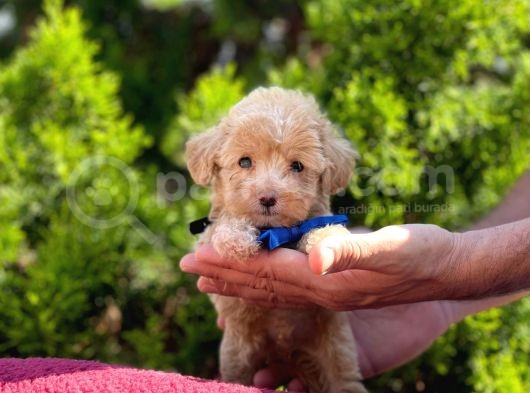 Safkan Maltipoo Yavrularımız görsel