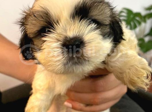 Üst Kalite Saf Kan Shihtzu Yavrularımız Için Acele Ediniz görsel
