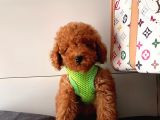 Orji̇nal Poodle Yavrular