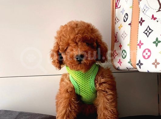 Orji̇nal Poodle Yavrular görsel