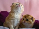 Üst Düzey Kali̇te Scottish Fold Ny11