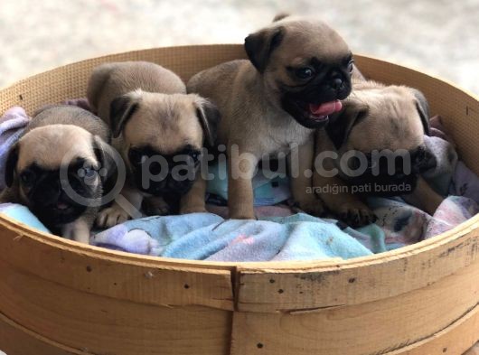 Pug Mops Erkek Bebekler Üst Kali̇te