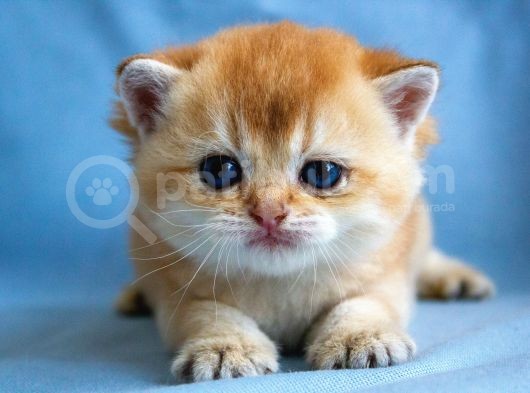 British Golden Ny12 Short Hair Yavrularimiz görsel