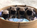 Pug Mops Erkek Bebekler Üst Kali̇te