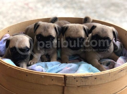 Pug Mops Erkek Bebekler Üst Kali̇te görsel