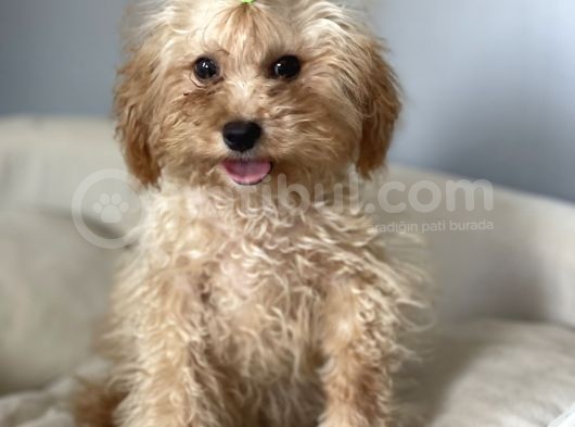 5 Aylık 1,6/2 Kg Kg Toy Poodle Dişi Yavrumuz