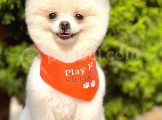 1,5-2 Kg Orjinal Teddy Bear Pomeranian Boo Ayı Surat görsel