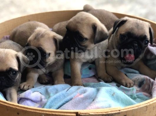 Pug Mops Erkek Bebekler Üst Kali̇te görsel