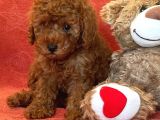 Orji̇nal Poodle Yavrular