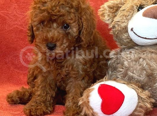 Orji̇nal Poodle Yavrular