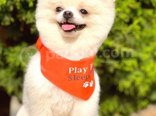 1,5-2 Kg Orjinal Teddy Bear Pomeranian Boo Ayı Surat görsel