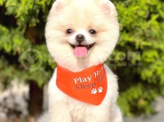 1,5-2 Kg Orjinal Teddy Bear Pomeranian Boo Ayı Surat