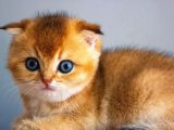 A+ Kali̇tedeki̇ Scottish Fold Ny11