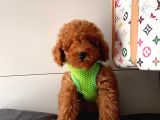 Orji̇nal Poodle Yavrular