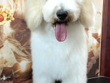 Medium Ve Dev Boyut Poodle Yavrularımız