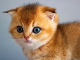 A+ Kali̇tedeki̇ Scottish Fold Ny11