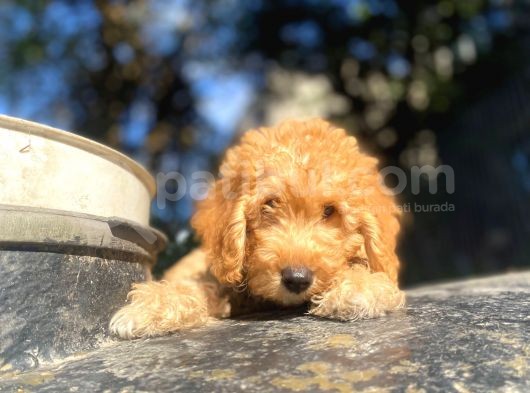 Toy Poodle Di̇şi̇ Erkek Bebekler görsel