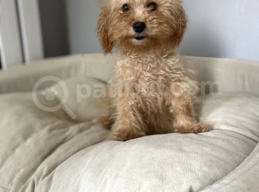 5 Aylık 1,6/2 Kg Kg Toy Poodle Dişi Yavrumuz görsel