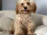 5 Aylık 1,6/2 Kg Kg Toy Poodle Dişi Yavrumuz