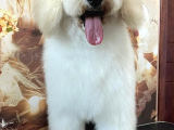 Medium Ve Dev Boyut Poodle Yavrularımız