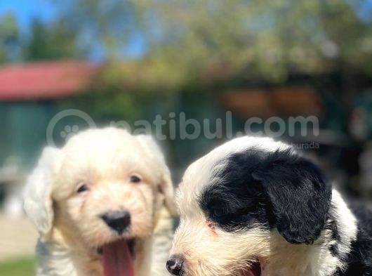 Bobtail Muhteşem Old English Sheperd Dog görsel