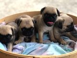 Pug Mops Erkek Bebekler Üst Kali̇te