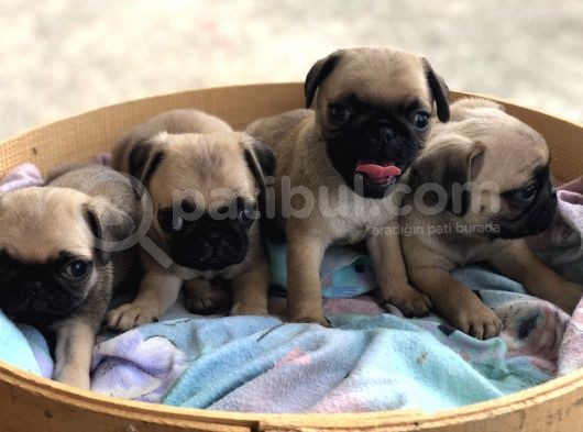 Pug Mops Erkek Bebekler Üst Kali̇te görsel