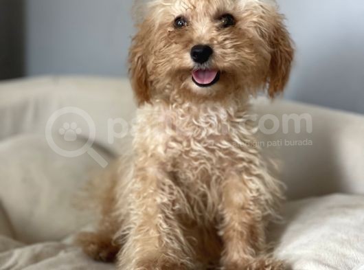 5 Aylık 1,6/2 Kg Kg Toy Poodle Dişi Yavrumuz görsel